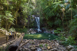 A landscape image of a waterfall (Curtis Falls) amongst lush greenery. Source: Destination Gold Coast